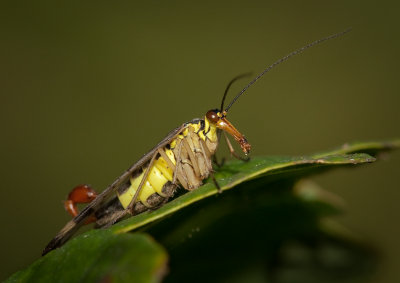 Scorpion Fly (male)