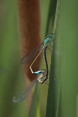 Blue-tailed Damselfly paired