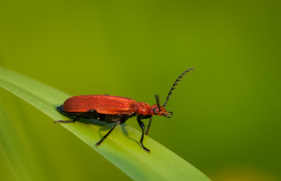 Red-headed Cardinal Beetle