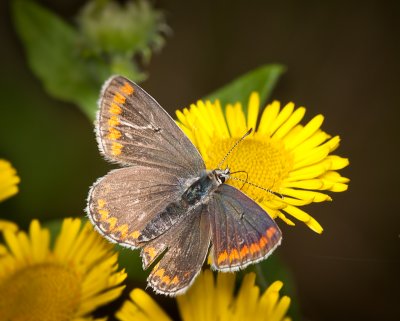 Brown Argus