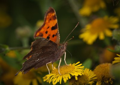 Comma