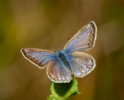 Common Blue Female