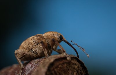 Nut Weevil