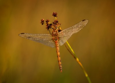 Common Darter (female)