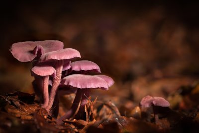 Fungi of SK58