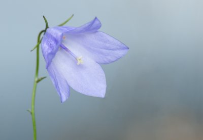 Harebell