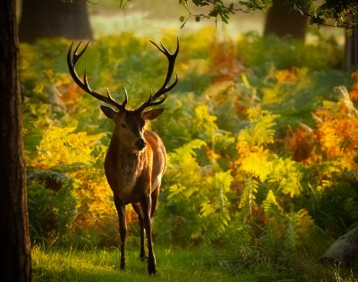 Red Deer Stag