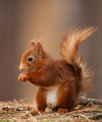 Red Squirrel