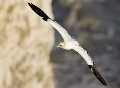 Gannet Soaring