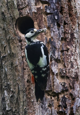 Gt Spotted Woodpecker (female) at nest