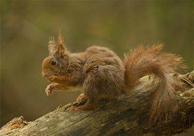 Red Squirrel