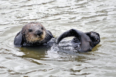 An Afternoon with Otters