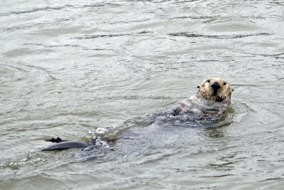 An Afternoon with Otters