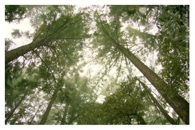 Dendrites to the sky!