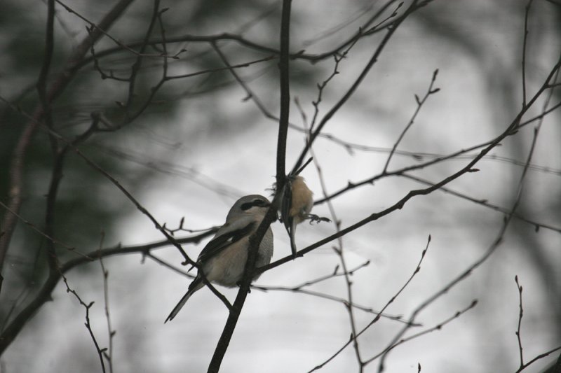 Northern Shrike