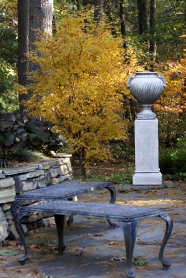 Coral Bark Japanese Maple