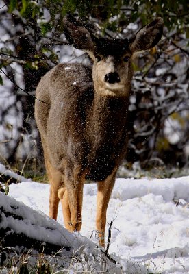 Mule Deer in Zion National Park