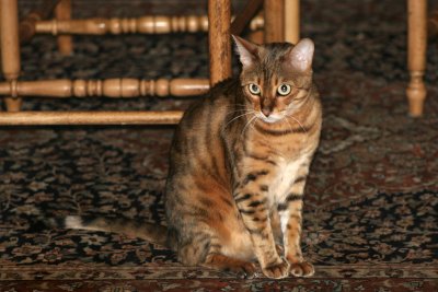 Ziva