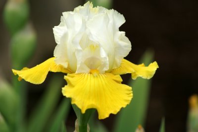 first iris