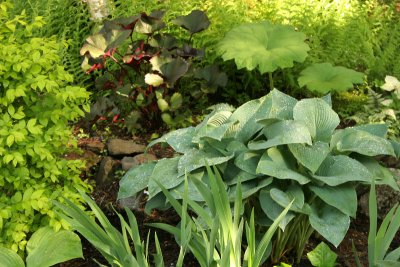 driveway garden top