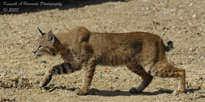 Bobcat 021.jpg