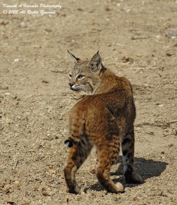 Bobcat 022.jpg