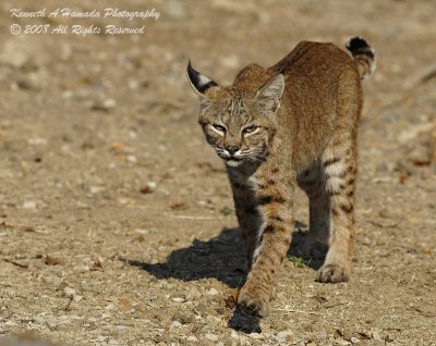 Bobcat 023.jpg
