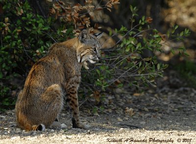 Bobcat 024.jpg