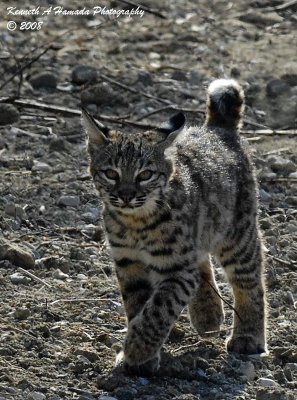 Bobcat 025.jpg