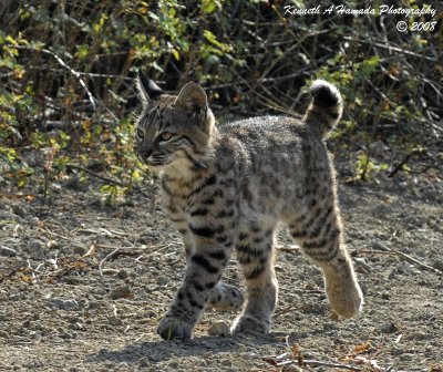 Bobcat 026.jpg