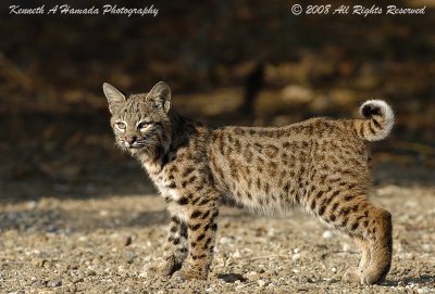 Bobcat 027.jpg