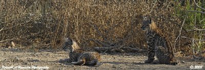 Bobcat 028.jpg