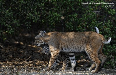 Bobcat 029.jpg