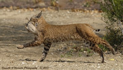 Bobcat with Prey 002.jpg