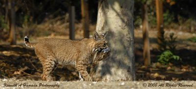 Bobcat with Prey 003.jpg
