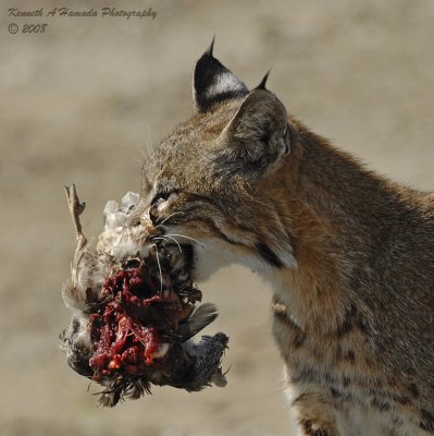 Bobcat with Prey 004.jpg