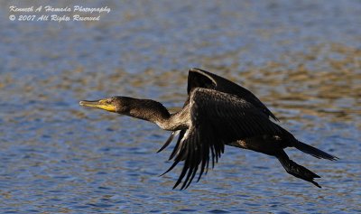 Double Crested Cormorant 017.jpg