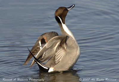 Northern Pintail 0008.jpg