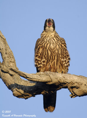 Peregrine Falcon 026.jpg