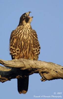 Peregrine Falcon 027.jpg