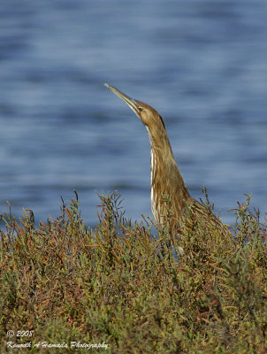 american Bittern 003.jpg