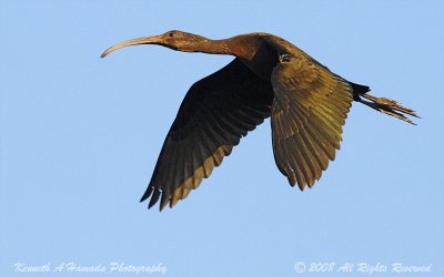 Ibis   061.jpg