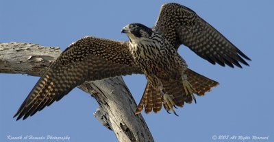 Peregrine Falcon 027.jpg
