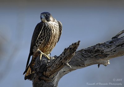 Peregrine Falcon 028.jpg
