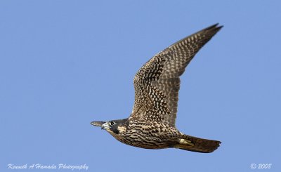 Peregrine Falcon 031.jpg