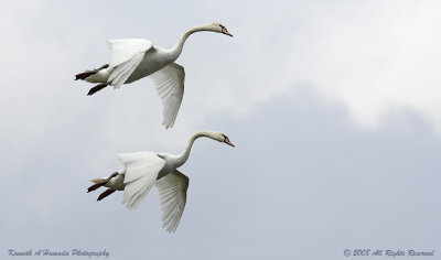 Mute Swan 001.jpg