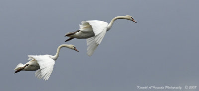 Mute Swan 003.jpg