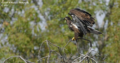 Bald Eagle 001.jpg