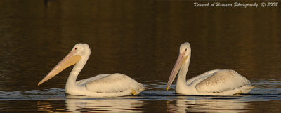 White Pelican 019.jpg