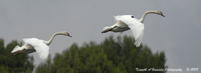 Mute Swan 004.jpg